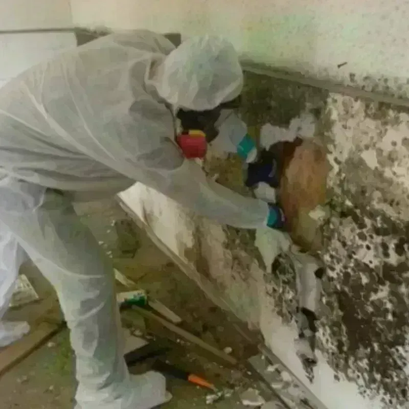 Mold Remediation and Removal in Strasburg, VA